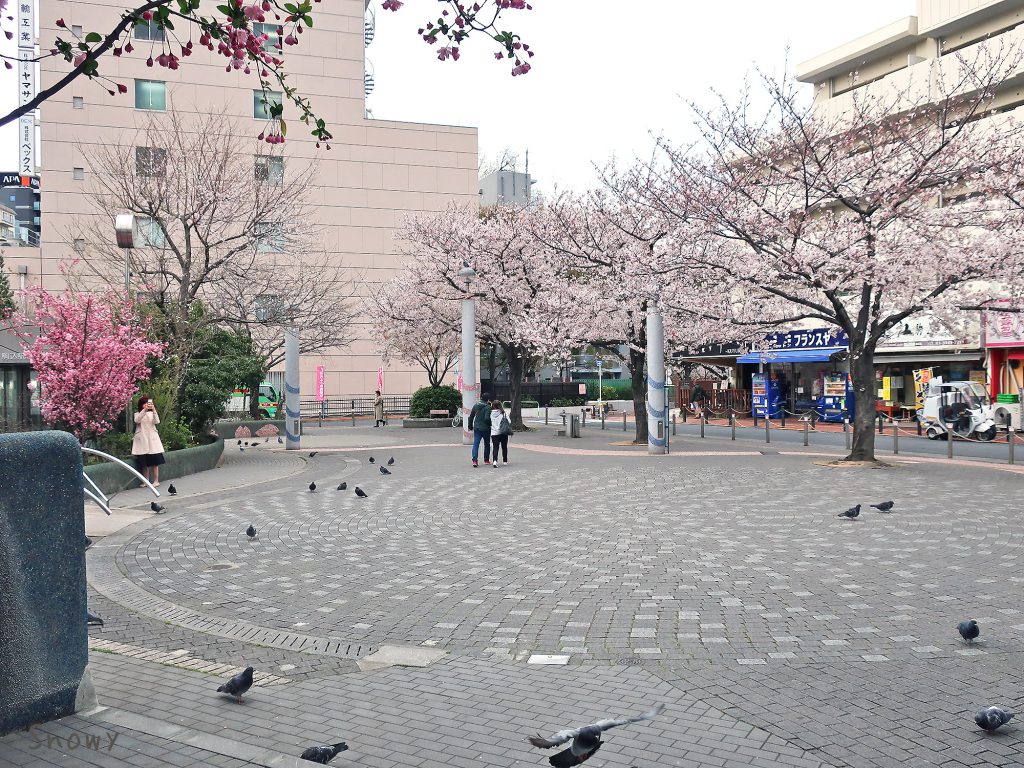 染井吉野桜記念公園（豊島区）