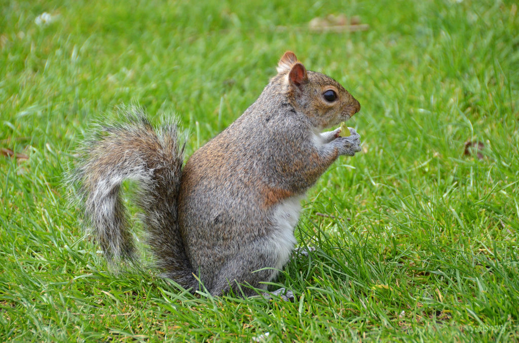 Gray squirrel at The Regent’s Park (2014-04-03)