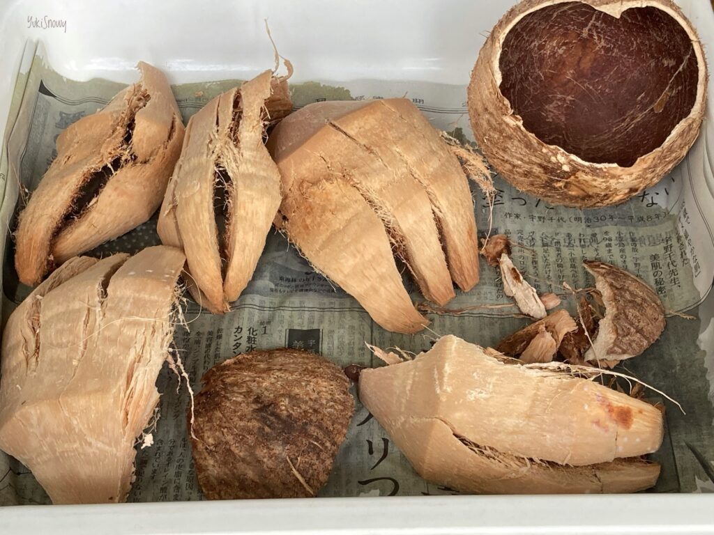 ヤングココナッツ