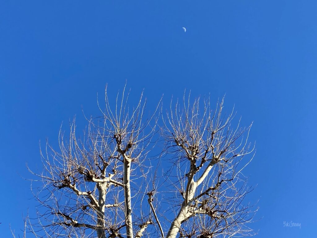 白い木立と白い月（2023-02-26 14:35）