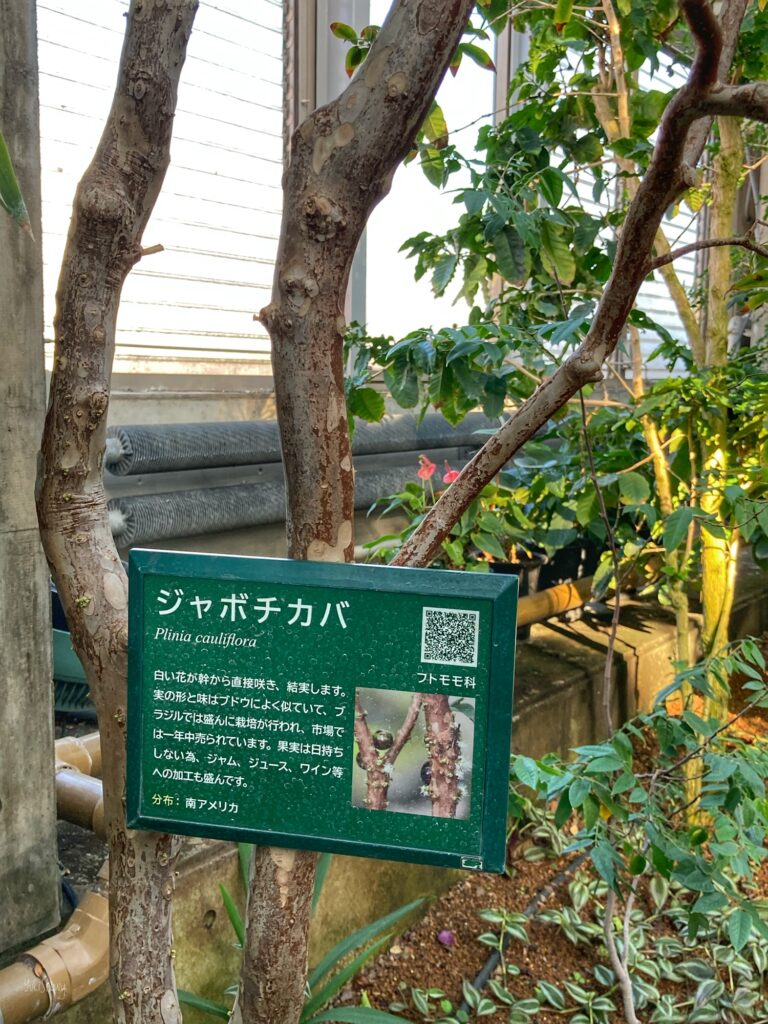 板橋区立熱帯環境植物館のジャボチカバ(2025-01-22)