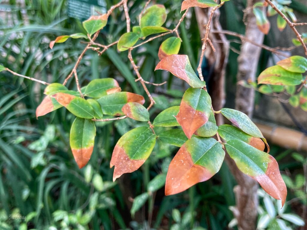 板橋区立熱帯環境植物館のジャボチカバ(2025-01-22)