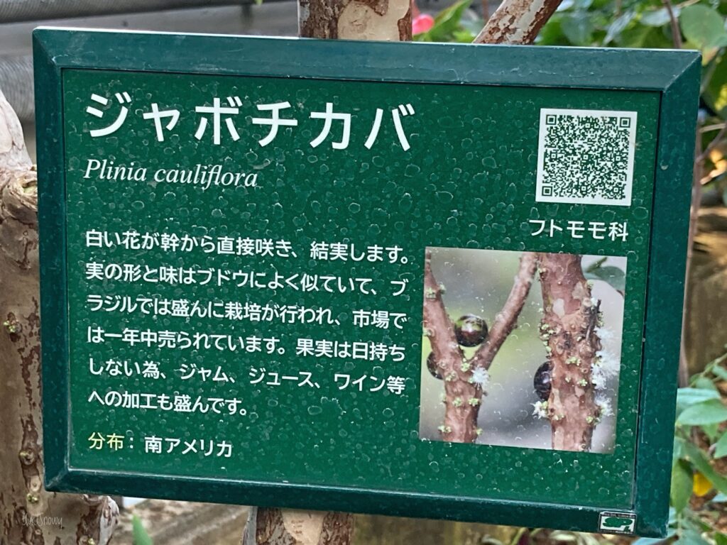 板橋区立熱帯環境植物館のジャボチカバ(2025-01-22)