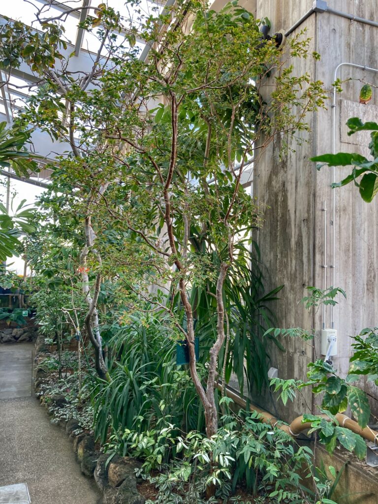 板橋区立熱帯環境植物館のジャボチカバ(2025-01-22)